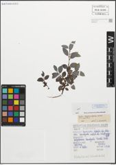 Foto von Salix myrsinifolia Salisb.